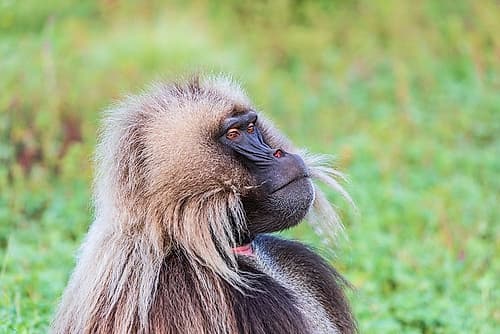 Ethiopia. North Gondar. Simien Mountains National Park. Lone male Gelada baboon. Art Print